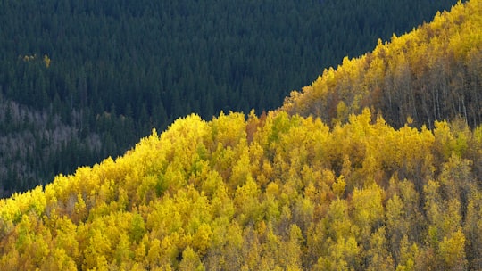 aerial photography of green leafed trees in Boreas Pass United States