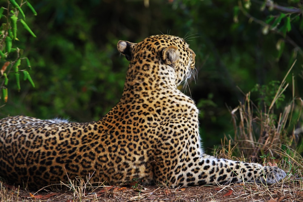 Photo de léopard assis près de l’herbe