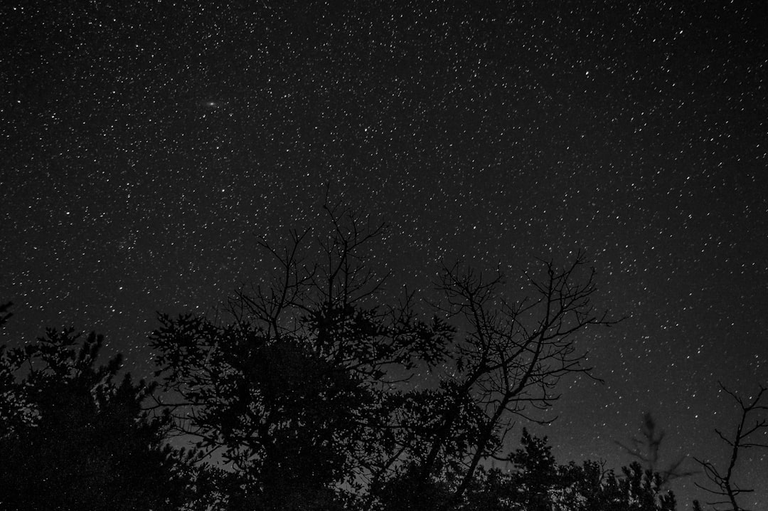 trees under starry night