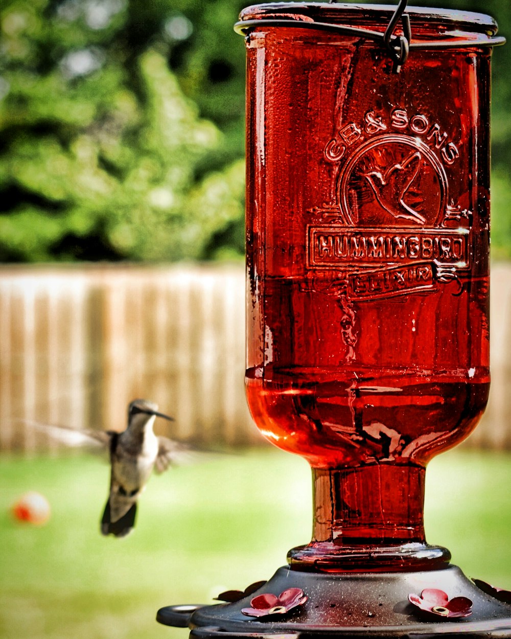 photograph of red bottle near flying humming bird