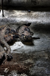 Wild animals prowling the shadowy edges of a crumbling island settlement.