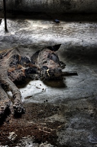 Wild animals prowling the shadowy edges of a crumbling island settlement.