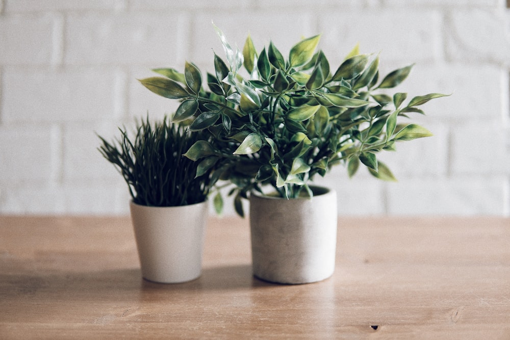 two plants in white pots