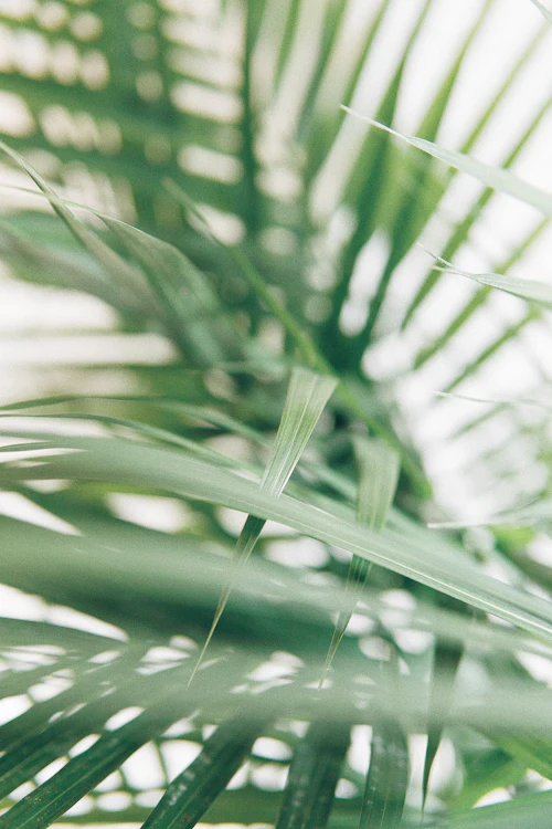 Green palm leaves close-up