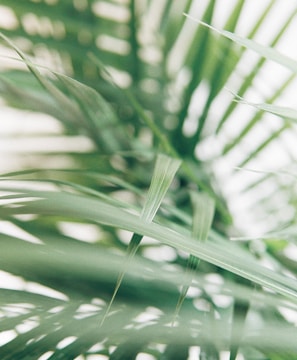 closeup photography of green palm leaves