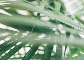 closeup photography of green palm leaves