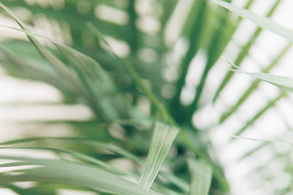 closeup photography of green palm leaves