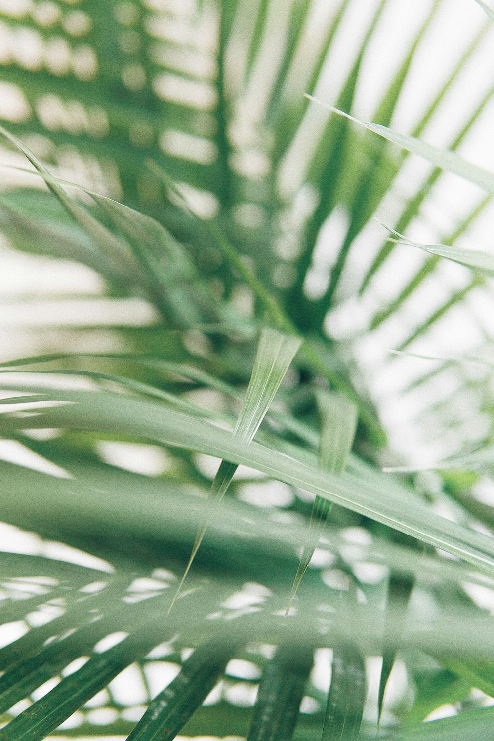 Fotografía de primer plano de hojas de palma verde