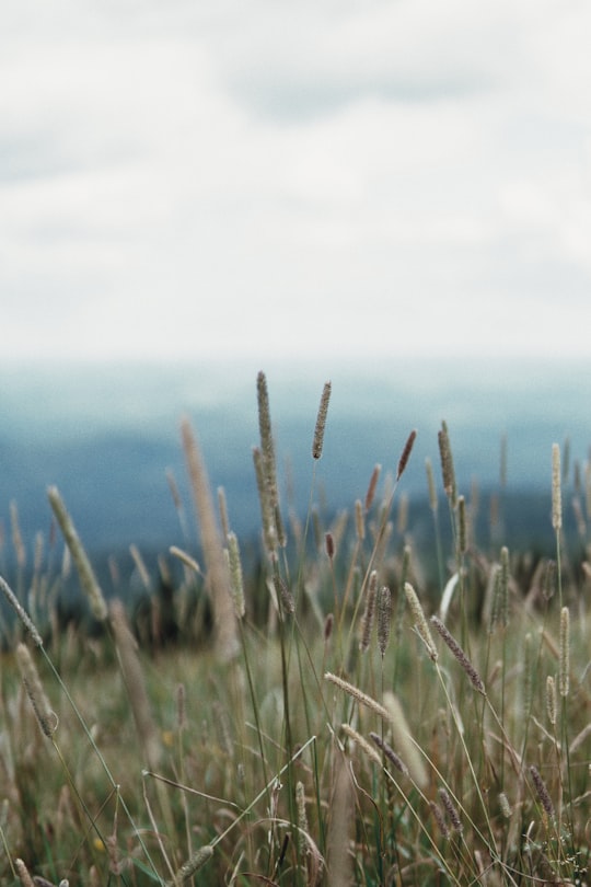 selective focus photography of grass in Mont-Tremblant National Park Canada
