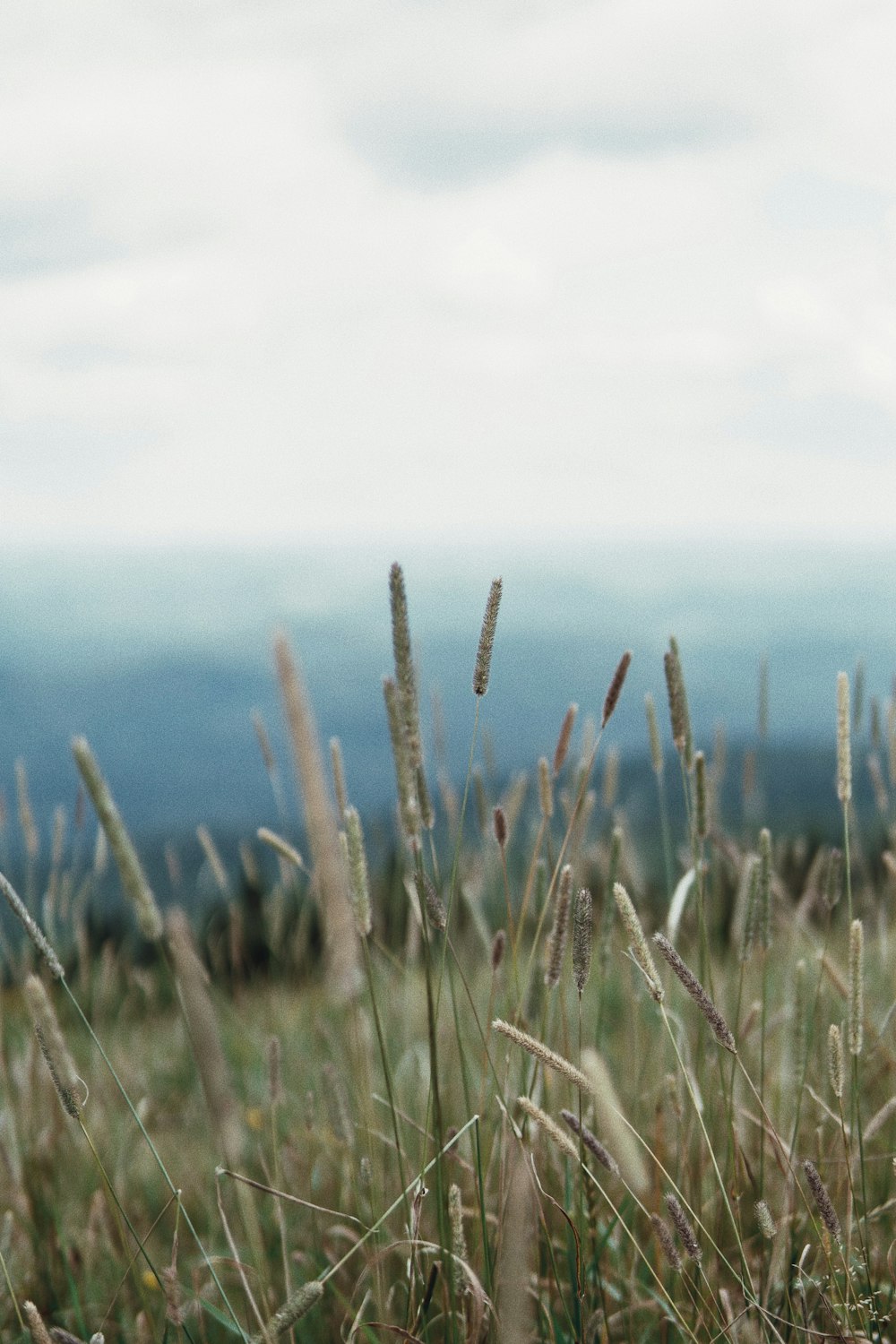 selective focus photography of grass