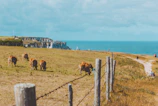 a herd of cattle grazing on top of a grass covered field