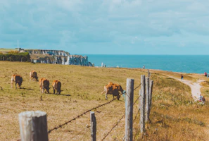 a herd of cattle grazing on top of a grass covered field