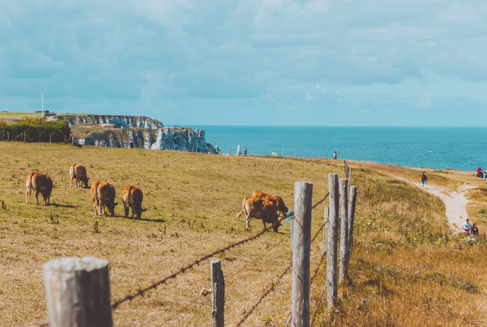 a herd of cattle grazing on top of a grass covered field