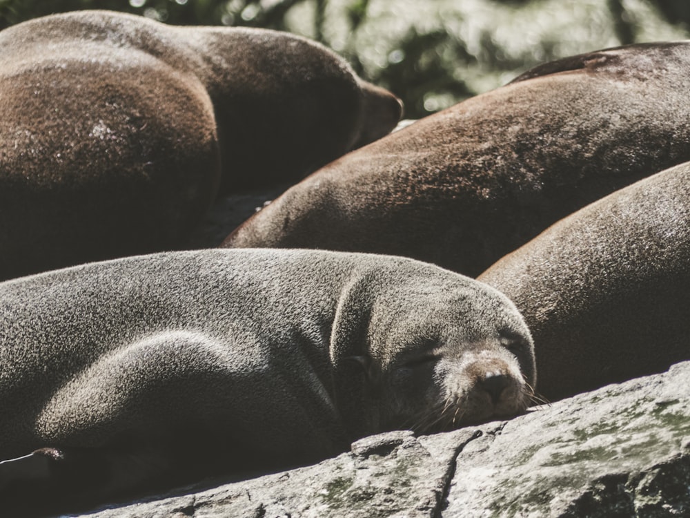 sleeping sea lions