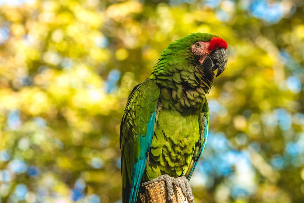 Nahaufnahme des grünen Vogels