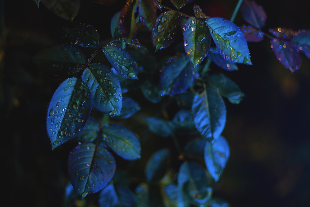 green leaf with water dew