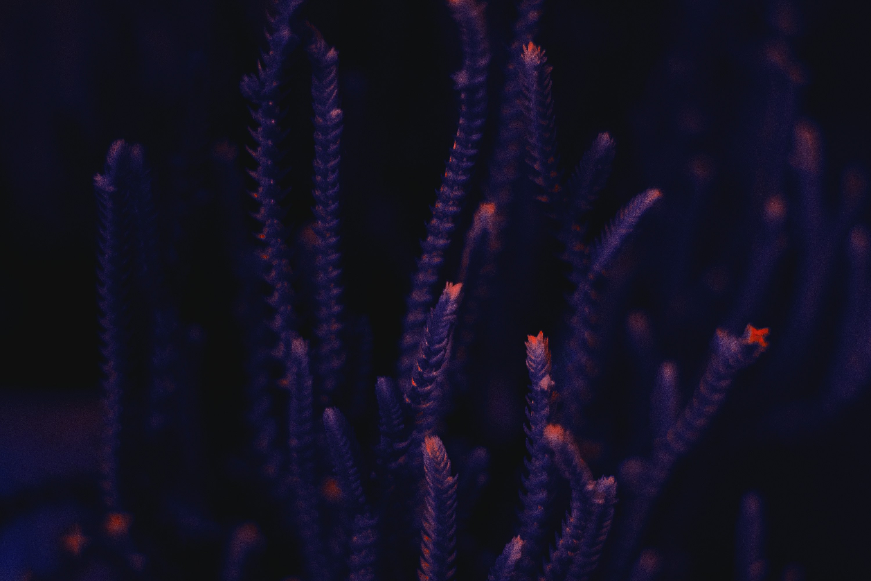 Photo by arashasghari