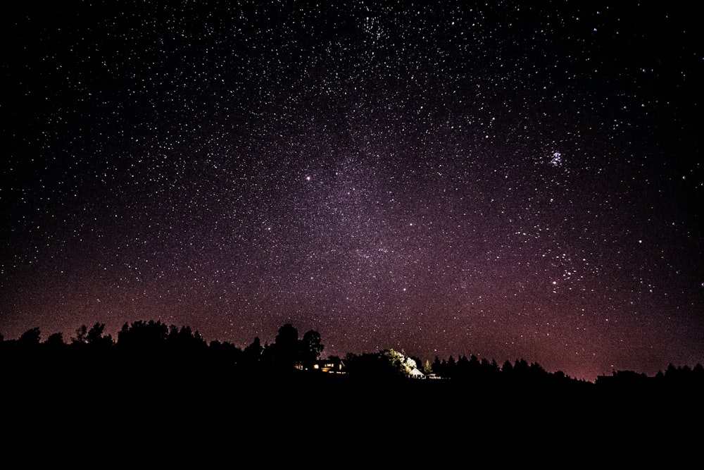 silhouette of trees under starry night