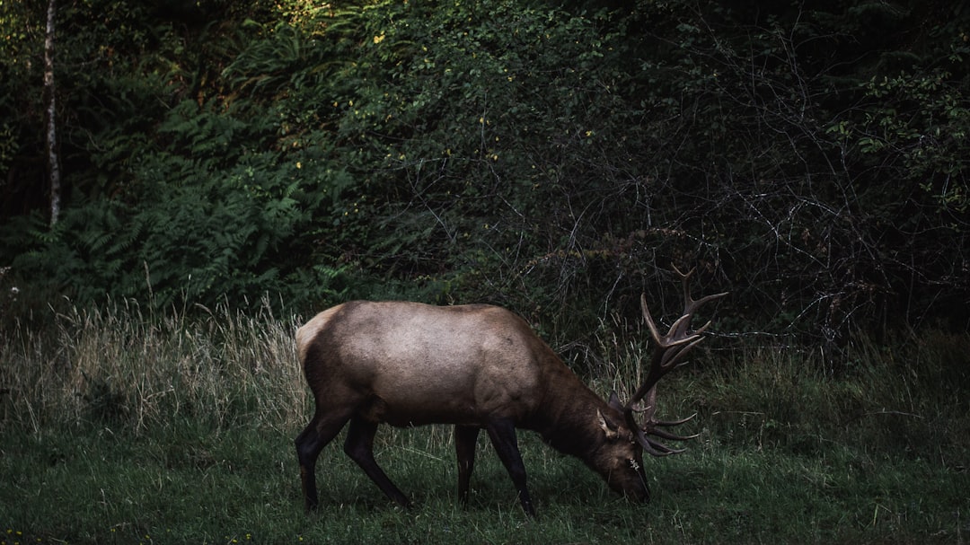 Wildlife Action Photography