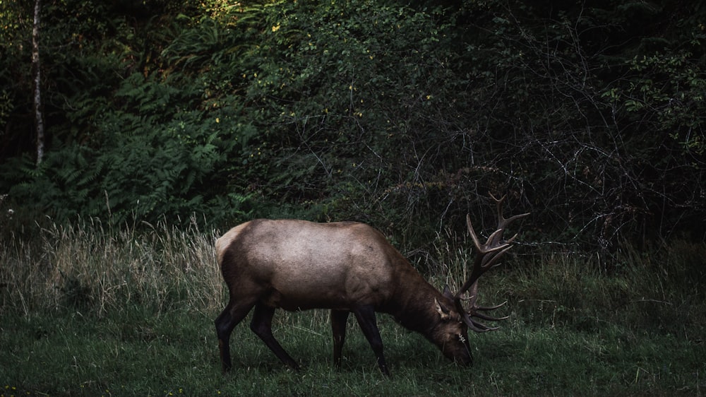 brown reindeer surrounded by plants while eating