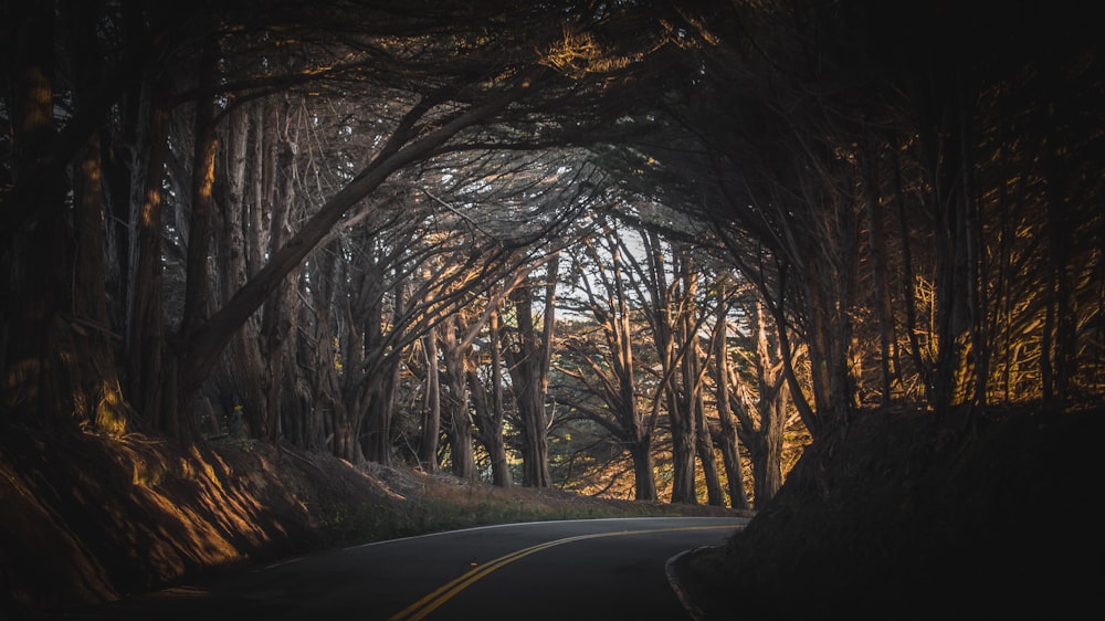 gray asphalt road in between trees during daytime