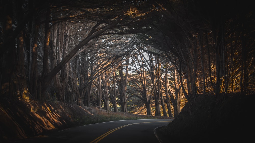 estrada de asfalto cinza entre árvores durante o dia