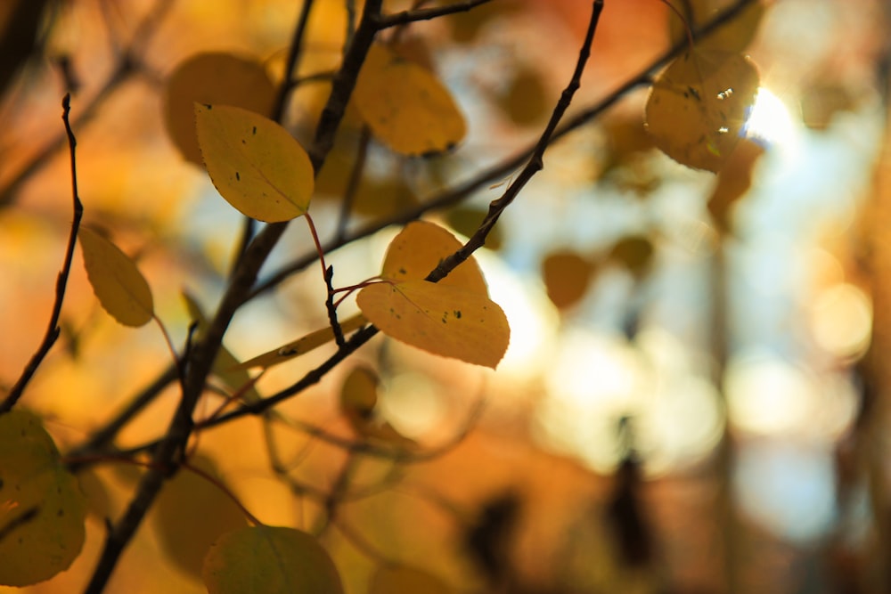 brown leaves