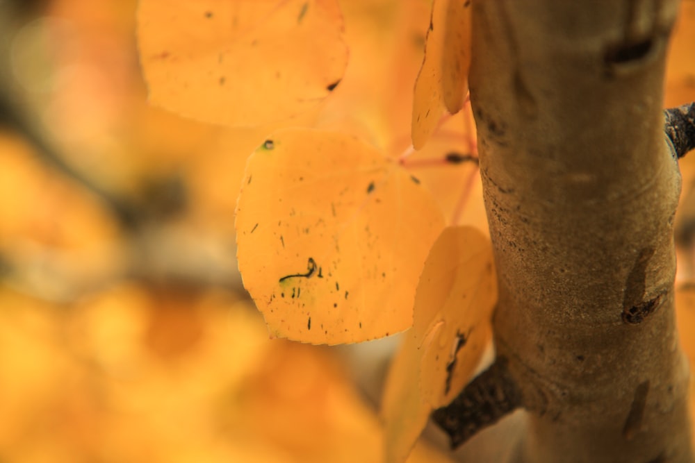 macrofotografia di foglie gialle