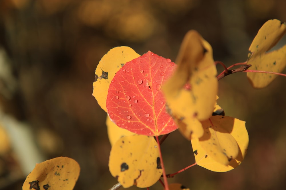 selective focus photograph of red leaf