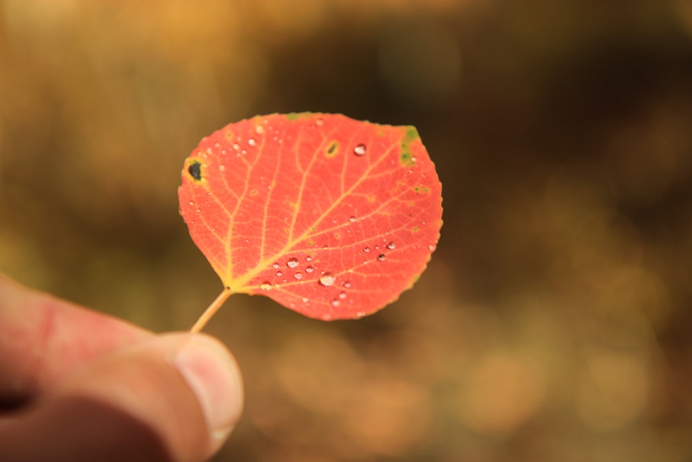 orange leaf in macro shot