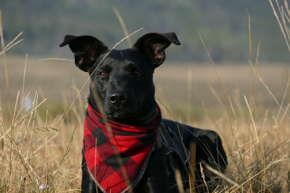 black dog with scarf standing on grass field