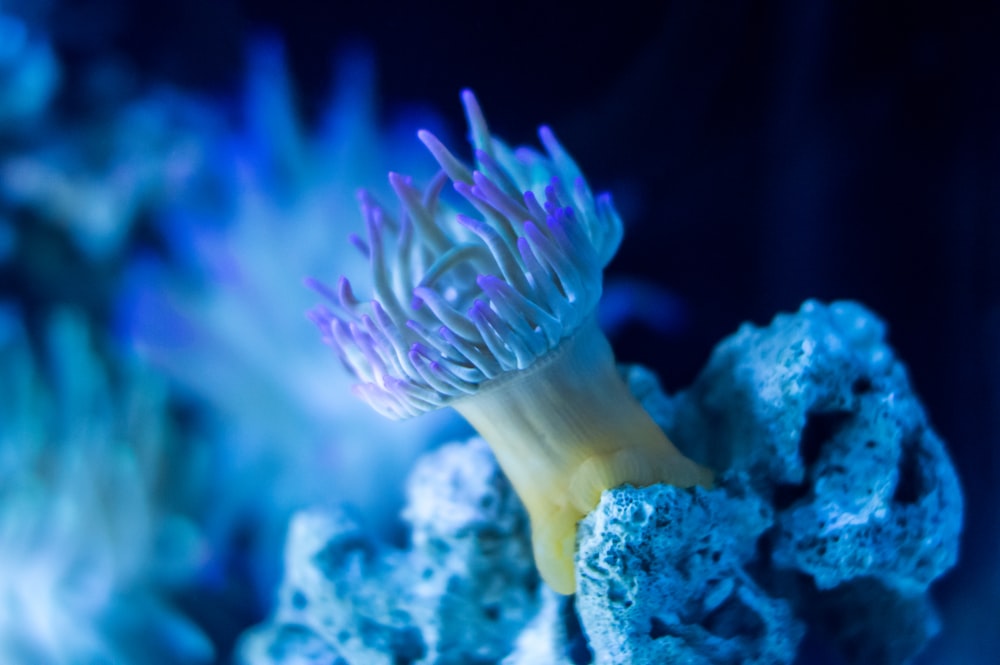 Fotografía de primer plano de un coral
