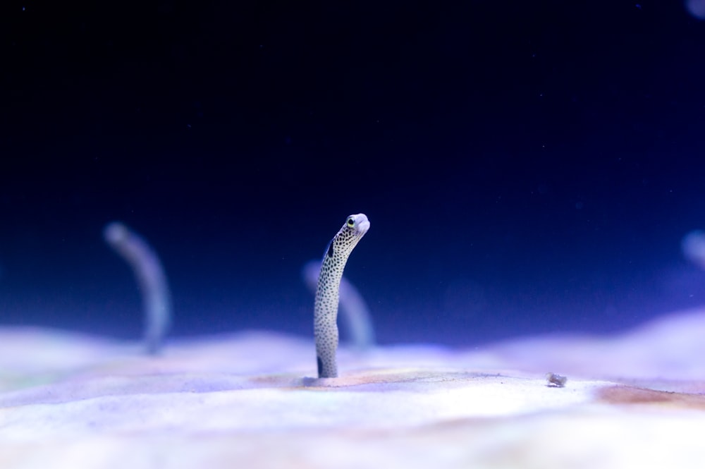 Micro photographie de créature marine blanche