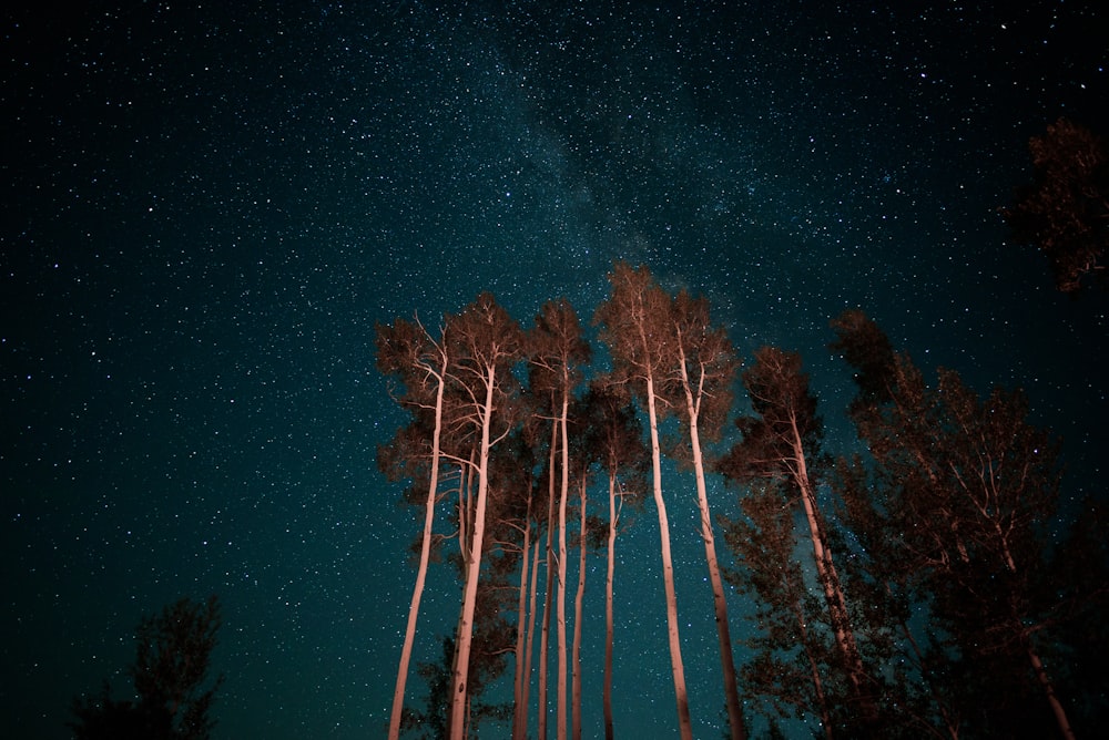 Blick aus der Wurmperspektive auf den Nachthimmel über den Bäumen