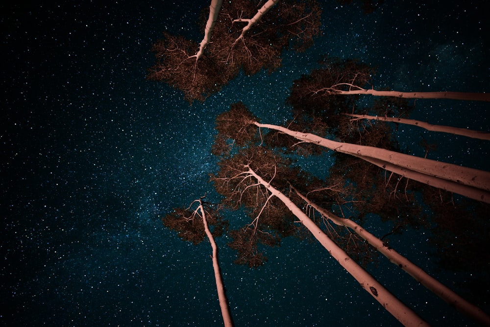 low angle photo of trees