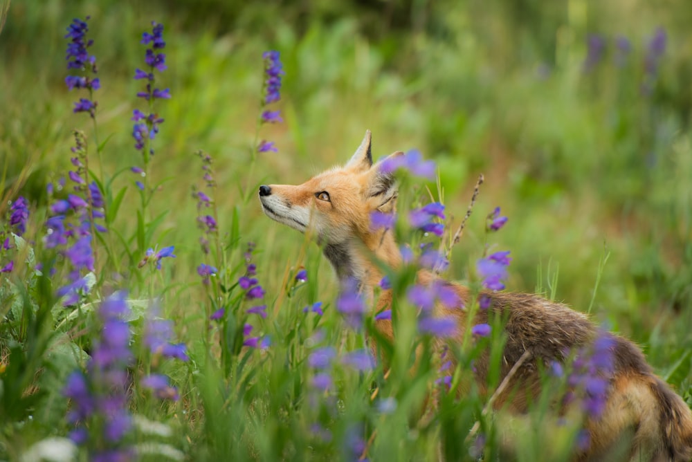 Raposa vermelha cercada de flores roxas