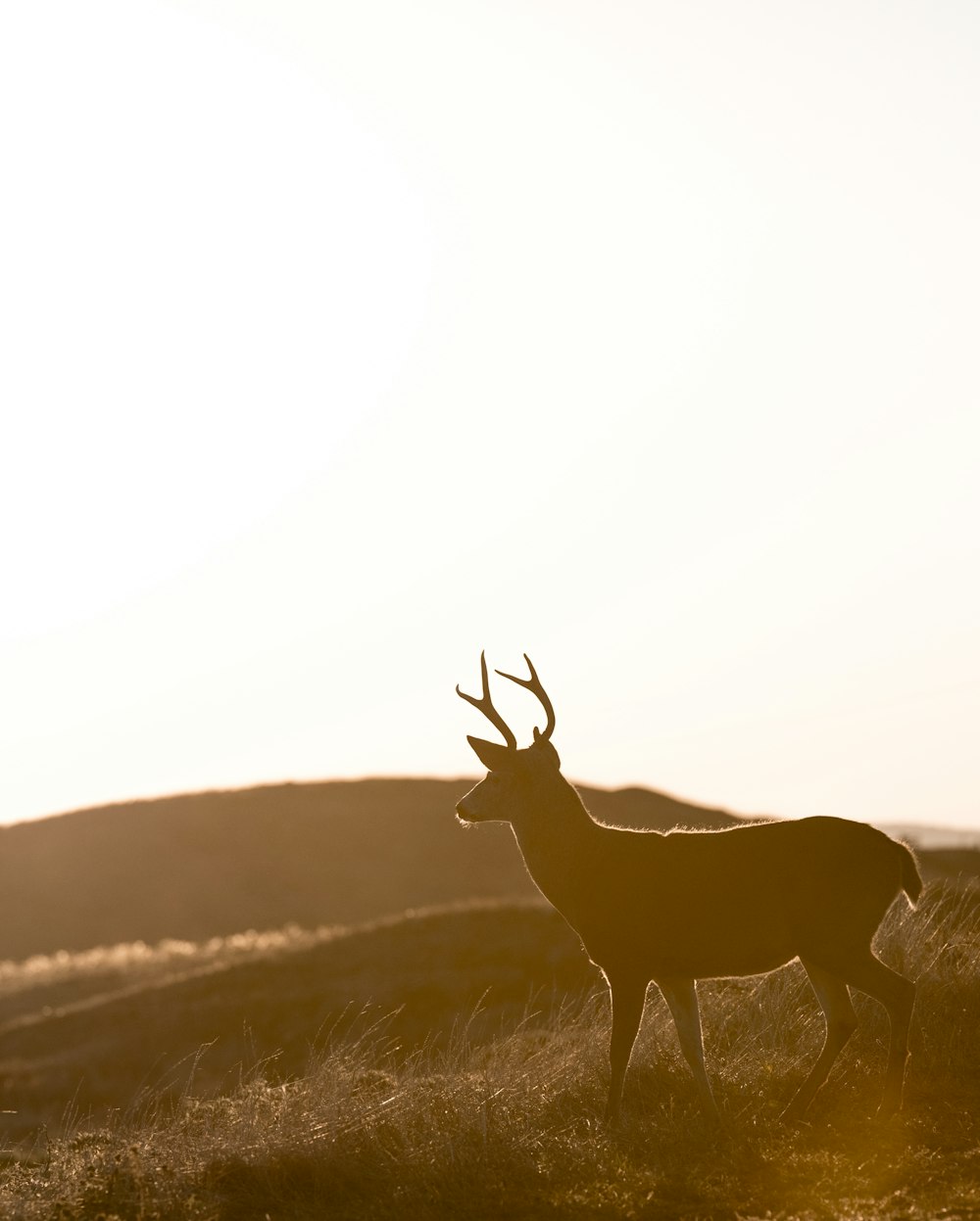 silhouette of deer standing on grass field