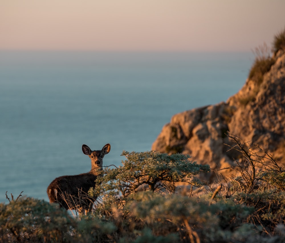 brown deer on brown rock formation during daytime