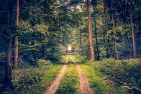shallow focus photography of forest trees