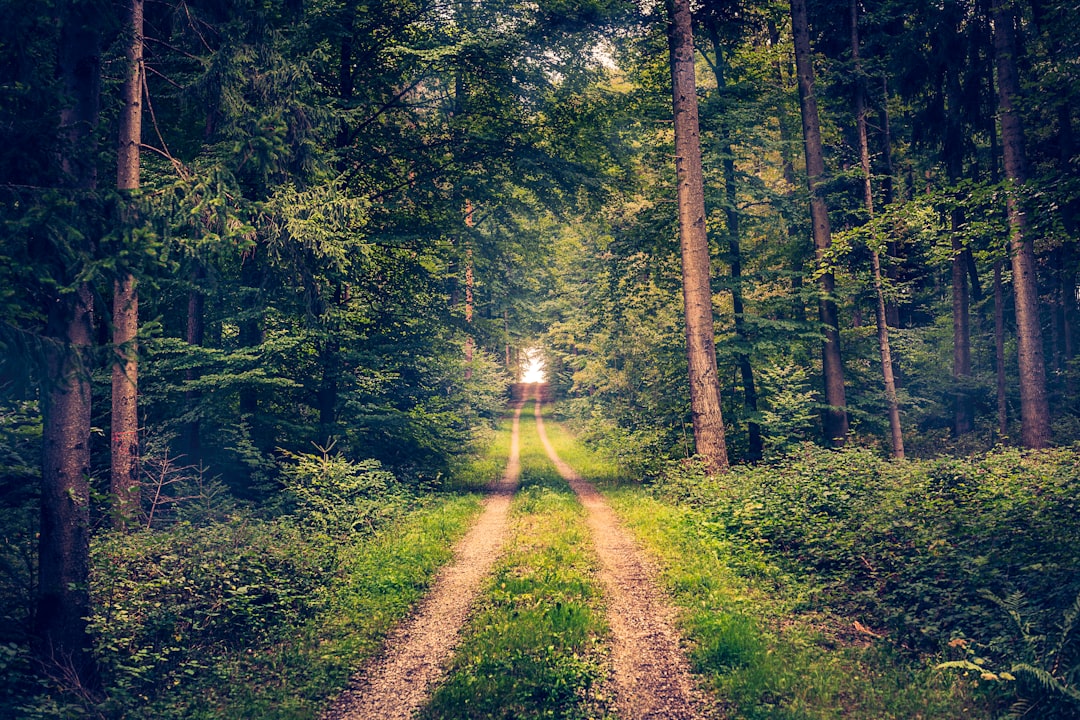 shallow focus photography of forest trees, took on da walk