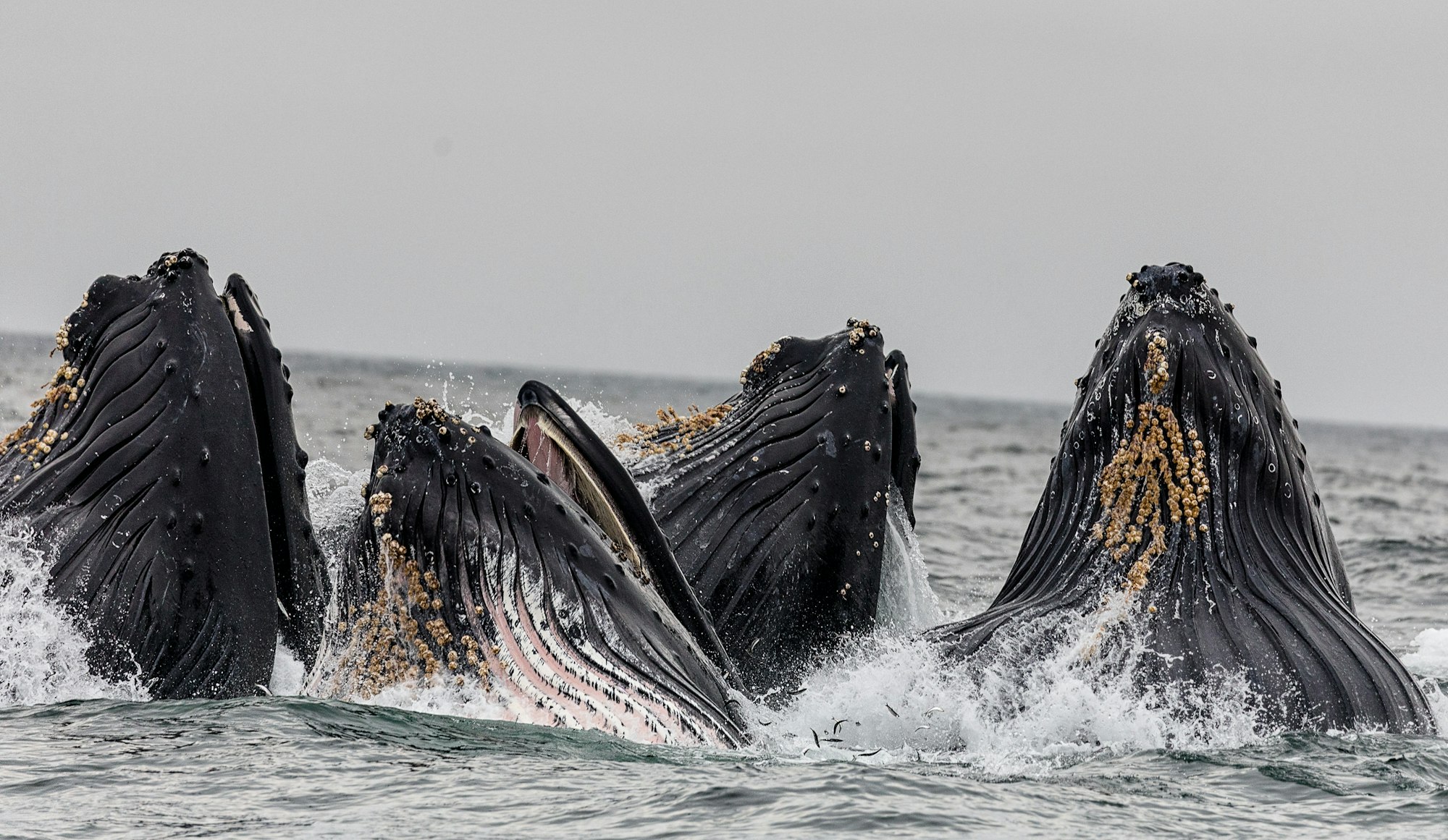 four whales in body of water under cloudy sky