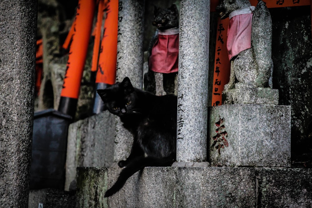 Schwarze Katze zwischen zwei Säulen