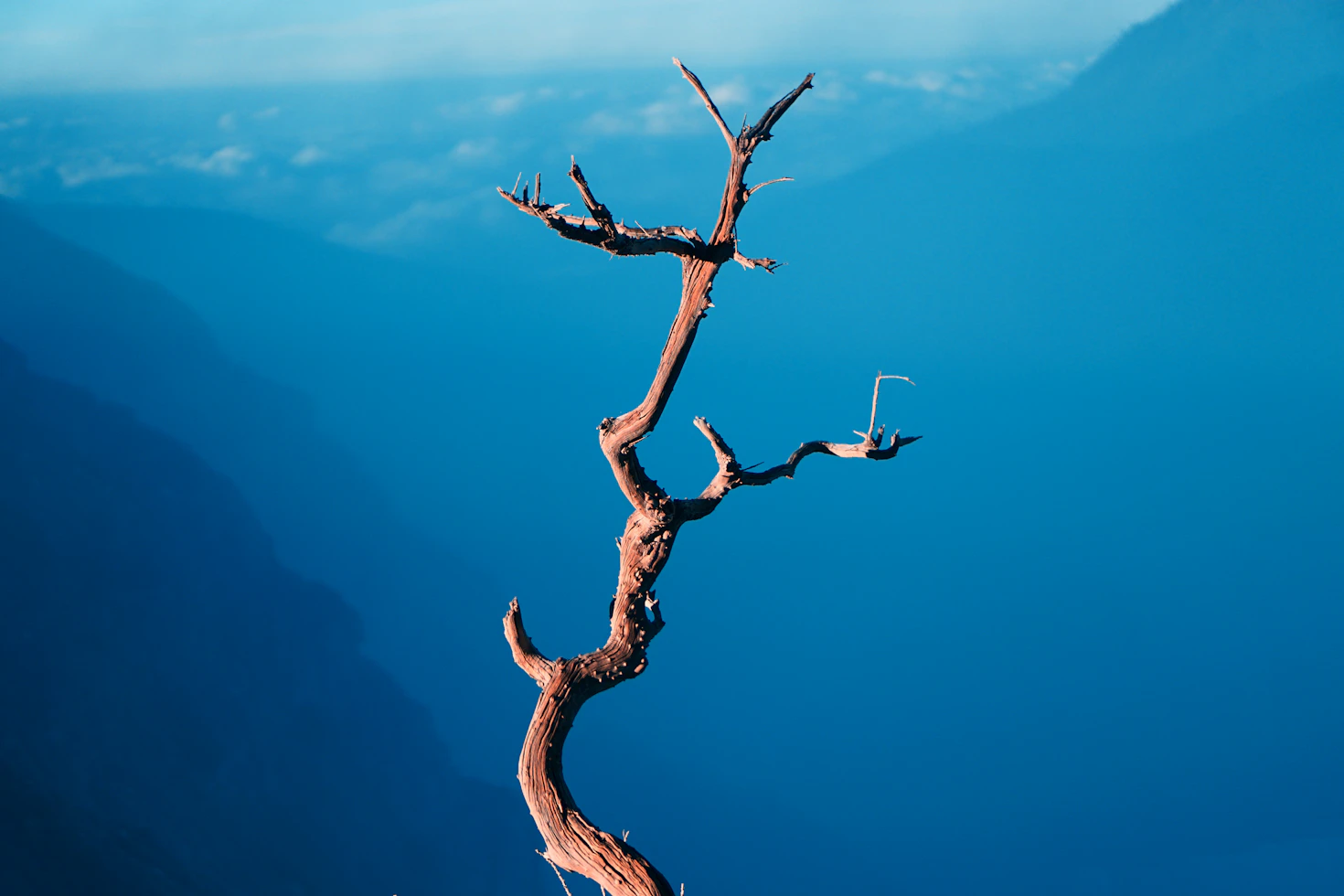 dead tree with branches