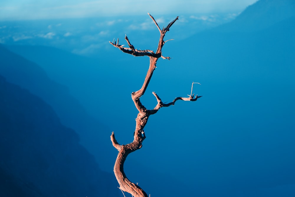 bird's eye view photography of bare tree