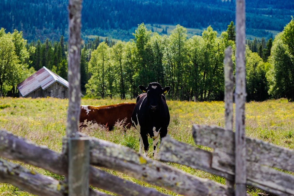 mucca bianca e nera sul campo di erba