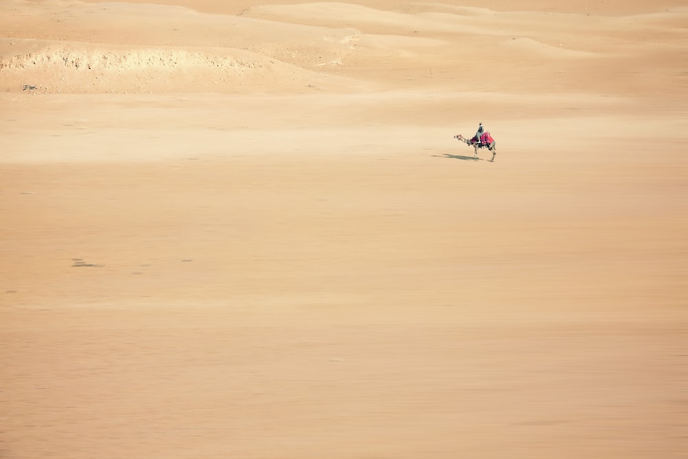 Uomo che cavalca il cammello marrone sul deserto