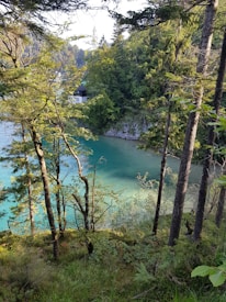 A serene woodland scene with a clear, turquoise body of water visible through dense, vibrant green foliage. Tall, slender trees frame the water, and a small white structure with a dark roof can be seen nestled among the trees, hinting at a peaceful retreat.