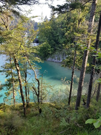 A serene woodland scene with a clear, turquoise body of water visible through dense, vibrant green foliage. Tall, slender trees frame the water, and a small white structure with a dark roof can be seen nestled among the trees, hinting at a peaceful retreat.