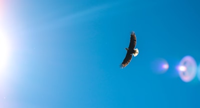 worms eye view photography of eagle flying across the sky