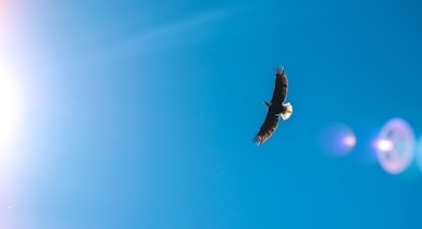 worms eye view photography of eagle flying across the sky